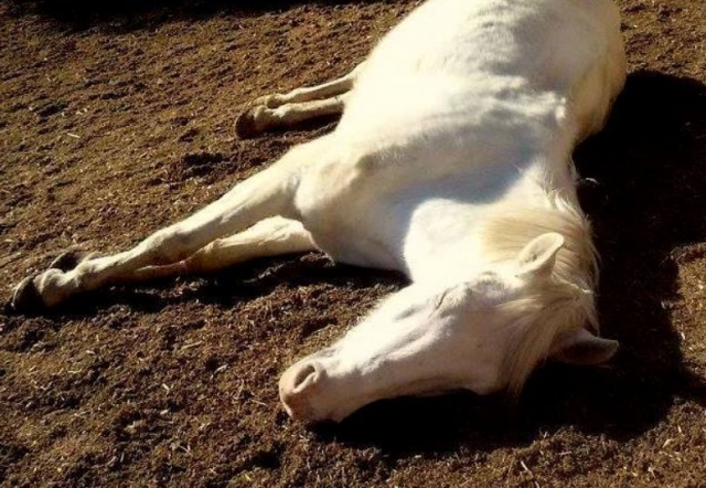  Horse resting in the sun 